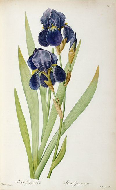 Iris Germanica, from 